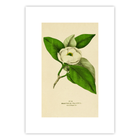 Plakat Karta z zielnika -Magnolia sina 