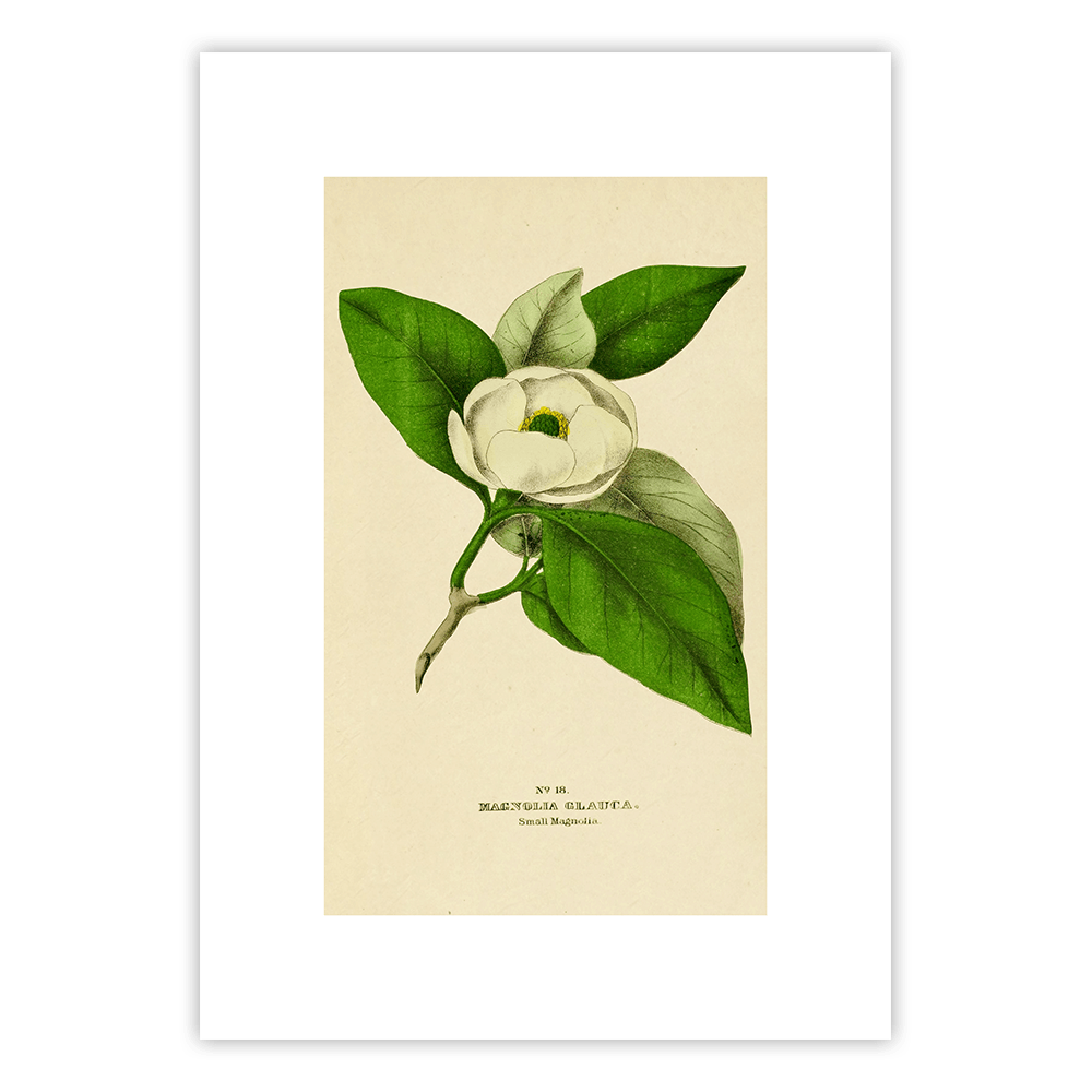 Plakat Karta z zielnika - Magnolia sina