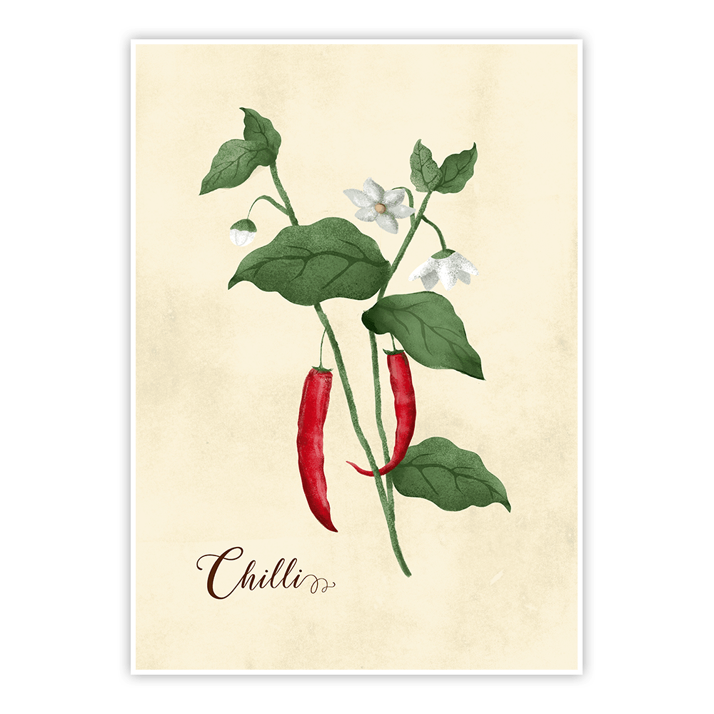 Plakat Vintage chilli