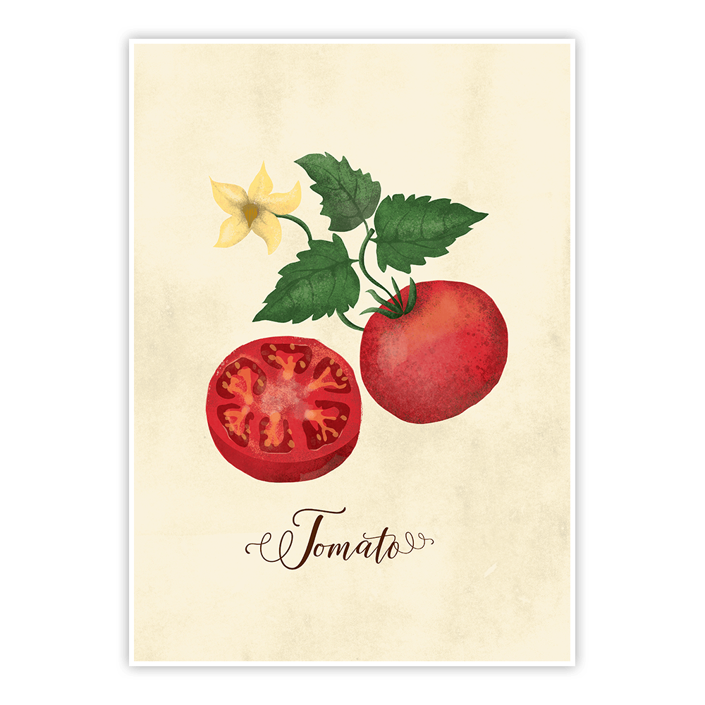 Plakat Vintage pomidor